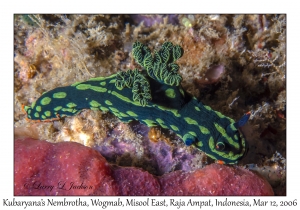 Kubaryana's Nembrotha