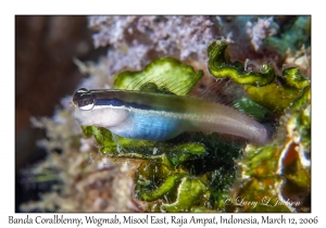 Banda Coralblenny