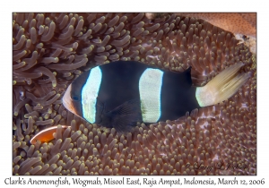 Clark's Anemonefish