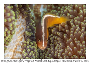 Orange Anemonefish