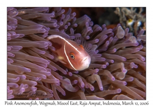 Pink Anemonefish