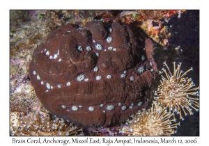 Brain Coral