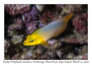 Dusky Dottyback variation