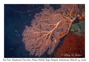 Sea Fan