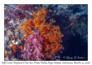 Soft Coral