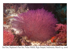 Sea Fan