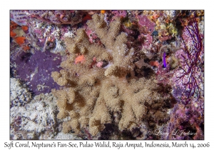 Soft Coral
