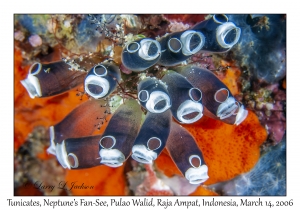 Tunicates