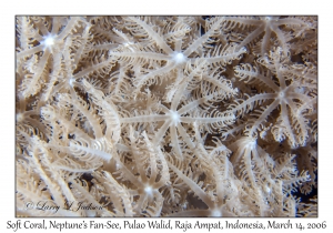 Soft Coral