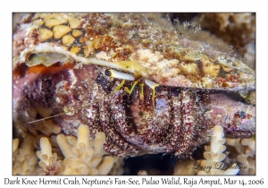 Dark Knee Hermit Crab