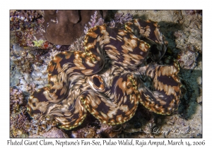 Fluted Giant Clam