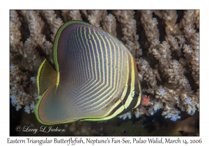 Eastern Triangular Butterflyfish