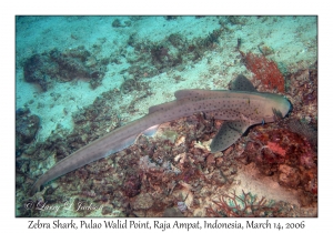 Zebra Shark