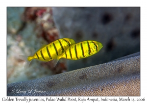 Golden Trevally juveniles