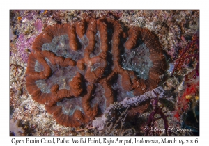 Open Brain Coral