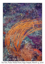 Sea Fan