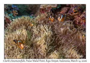 Clark's Anemonefish