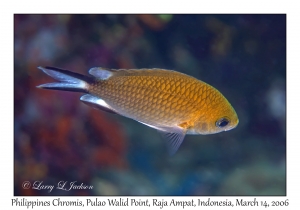 Philippines Chromis