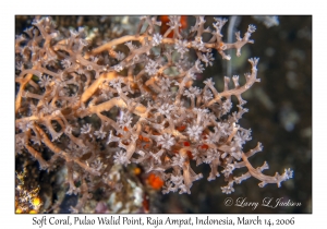 Soft Coral