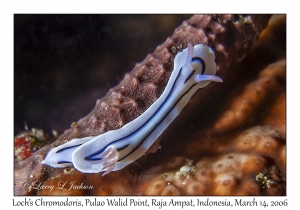 Loch's Chromodoris