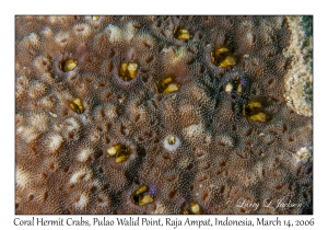 Coral Hermit Crab