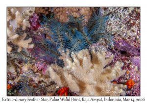 Extraordinary Feather Star