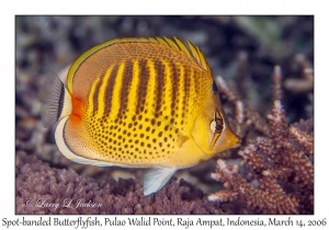 Spot-banded Butterflyfish