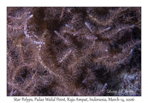 Star Polyps