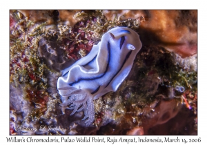 Willan's Chromodoris