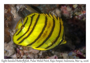 Eight-banded Butterflyfish