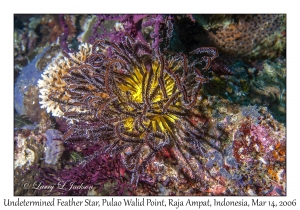 Undetermined Feather Star