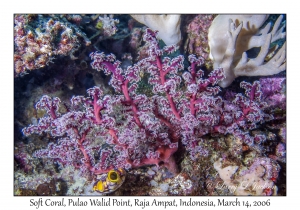 Soft Coral