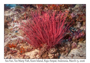 Sea Fan