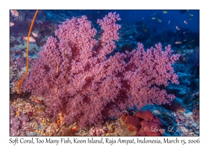 Soft Coral