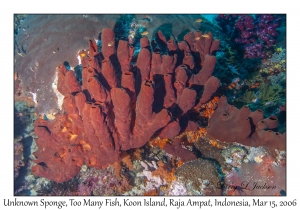 Unknown Sponge