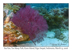 Sea Fan