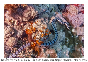 Banded Sea Krait