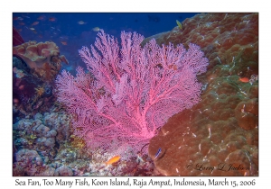 Sea Fan