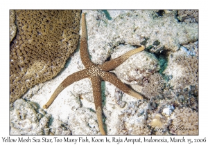 Yellow Mesh Sea Star