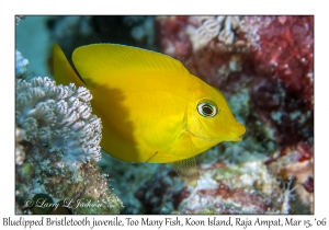 Bluelipped Bristletooth juvenile