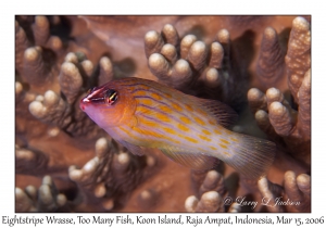 Eightstripe Wrasse