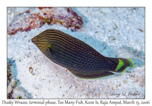 Dusky Wrasse