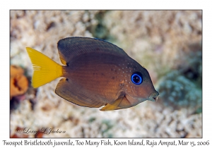 Twospot Bristletooth juvenile