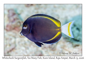 Whitecheek Surgeonfish