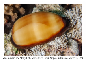 Mole Cowrie