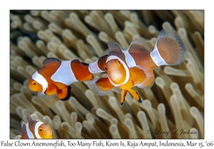 False Clown Anemonefish