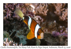 Clark's Anemonefish