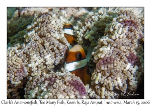 Clark's Anemonefish