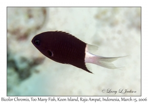 Bicolor Chromis