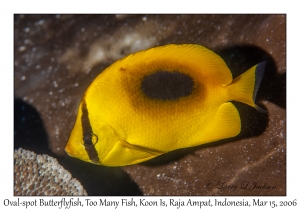 Oval-spot Butterflyfish